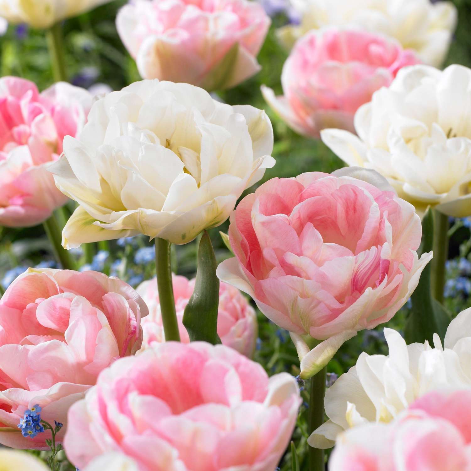 Mélange de tulipes 'Camilla'